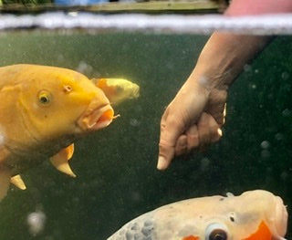 When Should I Start Feeding My Fish?
